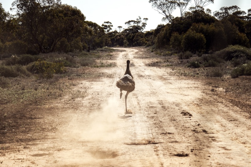 Farm at Golgol, Mildura, Australia