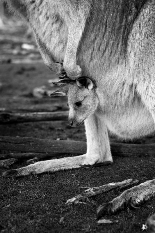 Kangaroos, Phillip Island, Melbourne, Australia