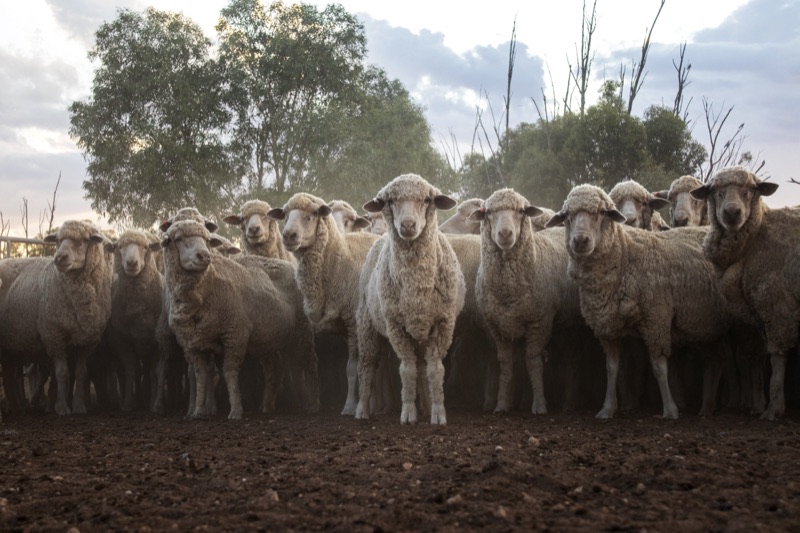 Sheep farm, Ouyen, Australia