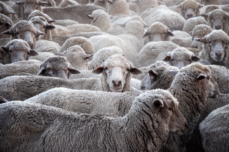 Sheep farm, Ouyen, Australia