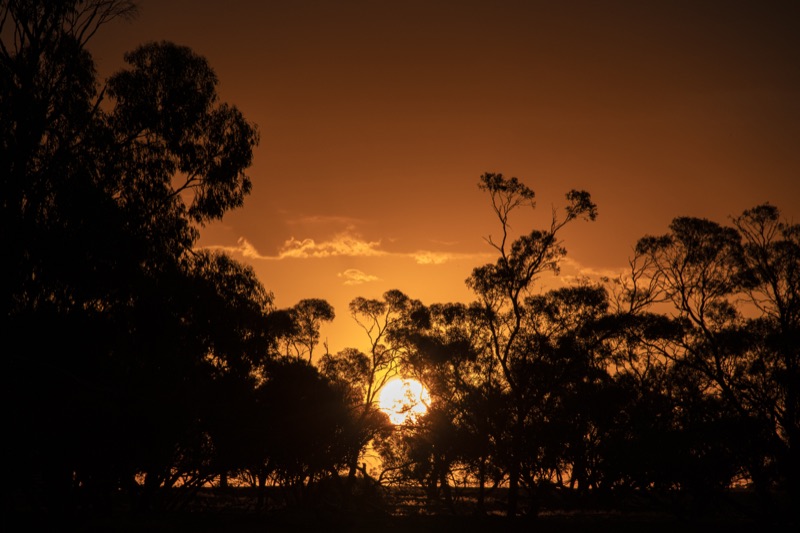 Sheep farm, Ouyen, Australia